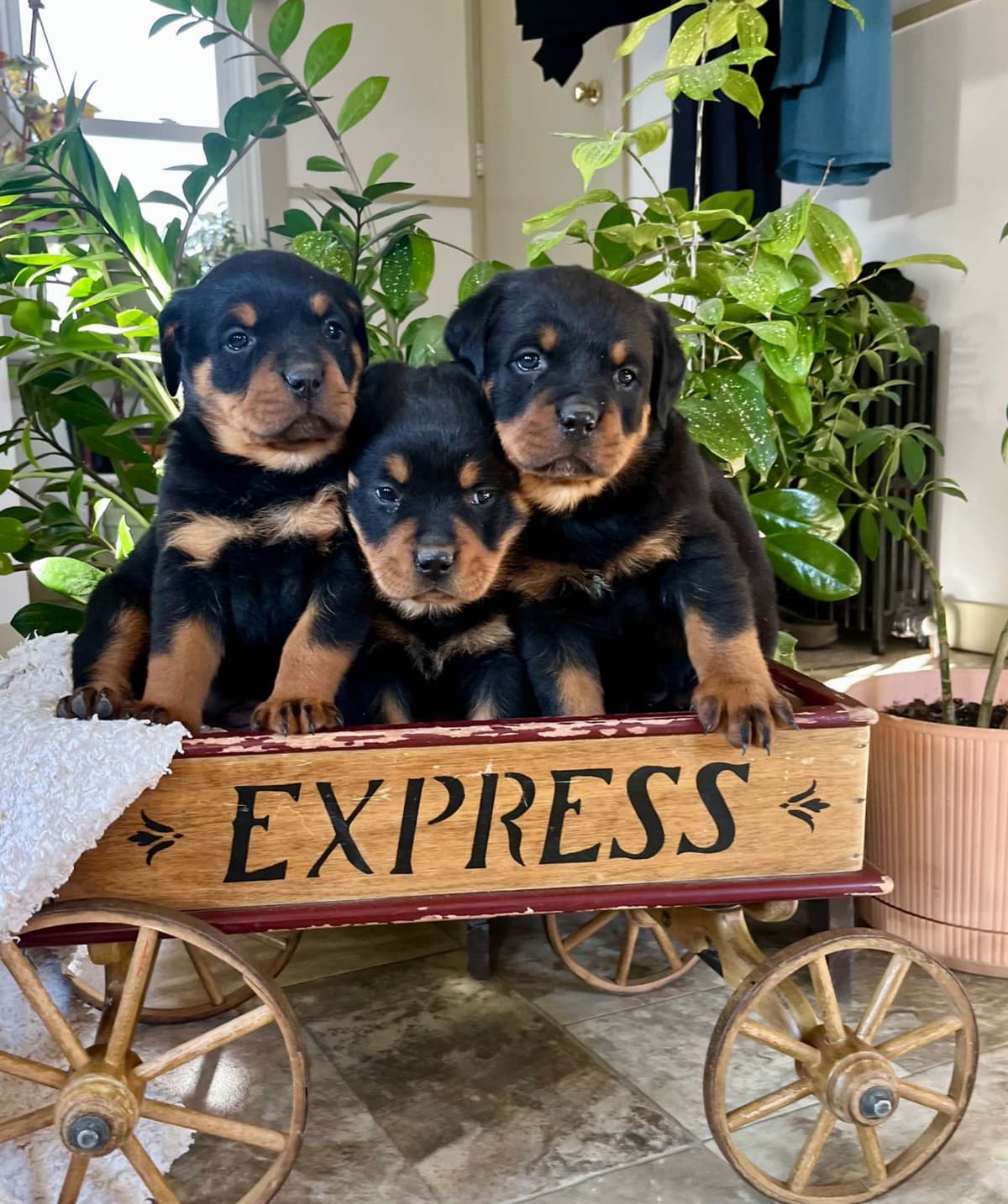 Beautiful❤️ Boston Terrier Puppies. Call 610-286-5213 breeder image 2