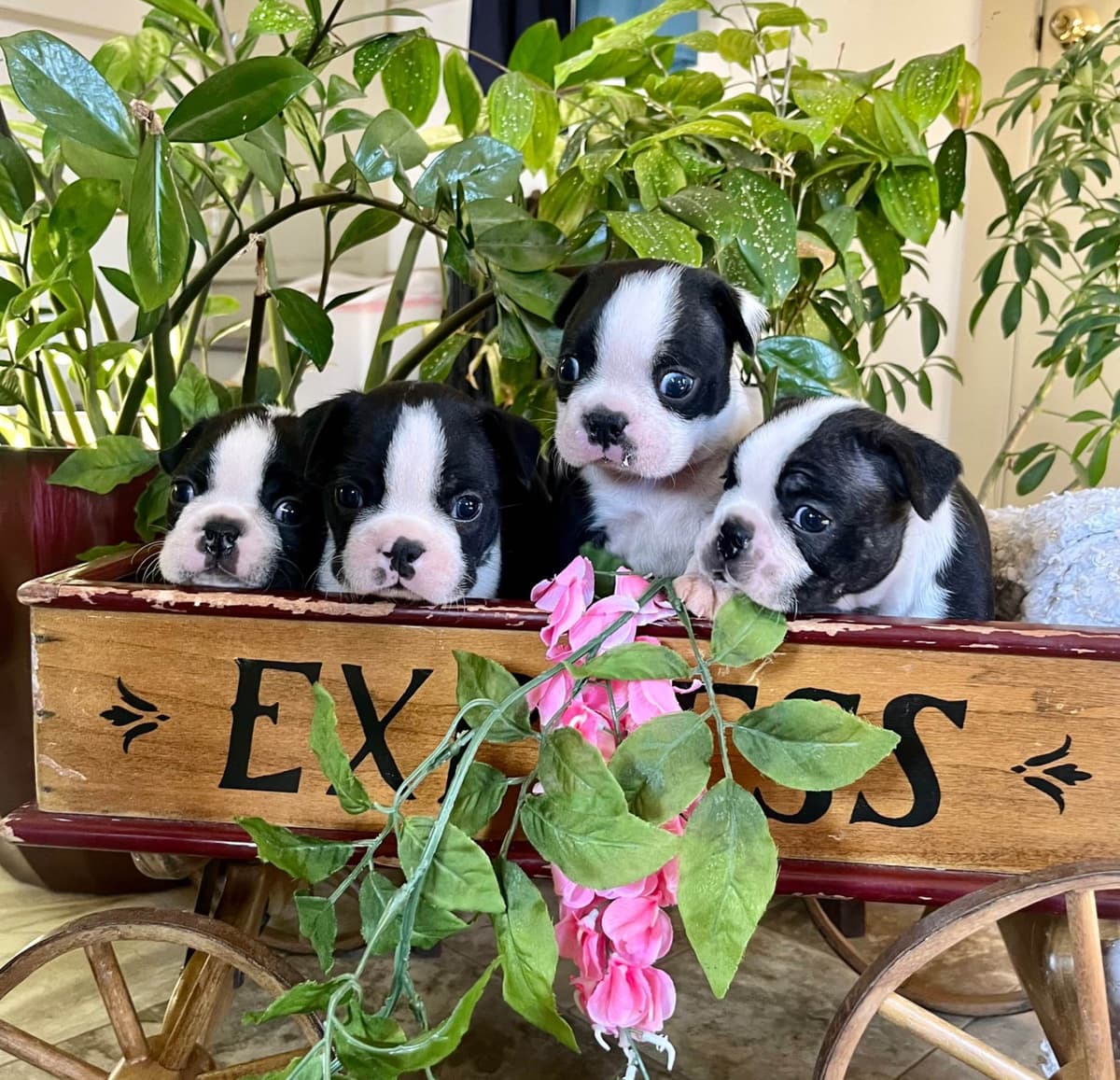 Beautiful❤️ Boston Terrier Puppies. Call 610-286-5213 breeder image 3