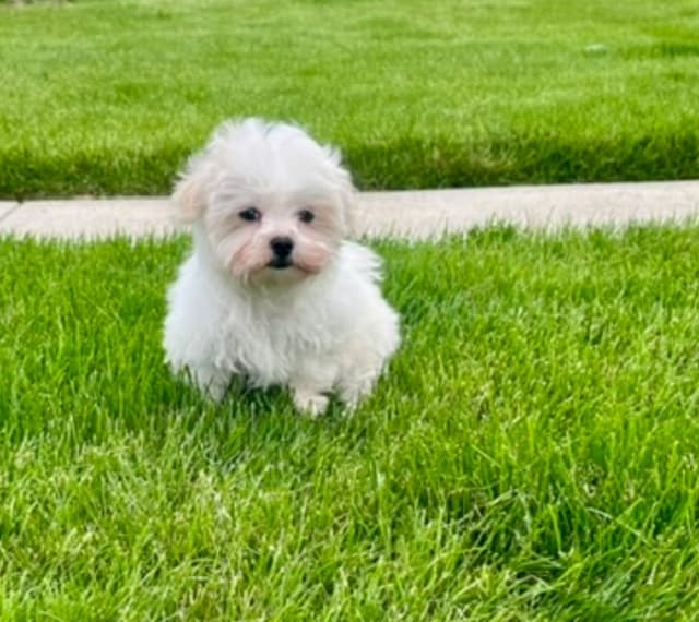 Maltese Puppies❤️Call 610-286-5213 media 6
