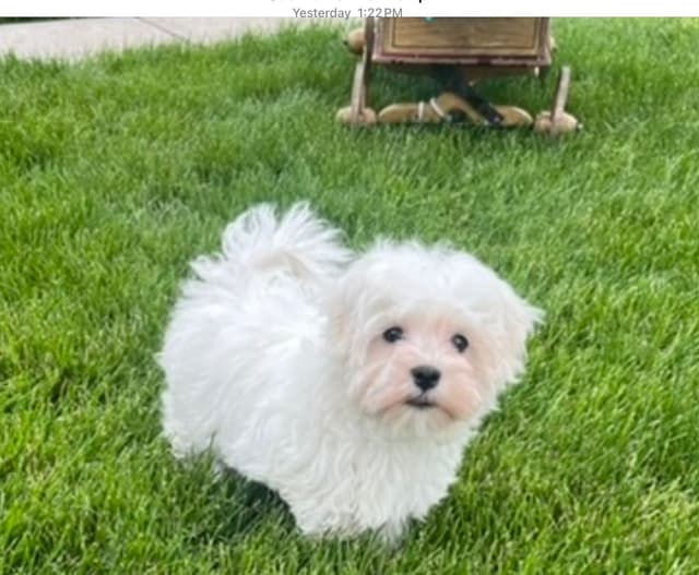 Maltese Puppies❤️Call 610-286-5213 media 7