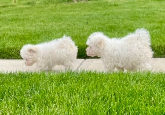 Maltese Puppies❤️Call 610-286-5213 media 4