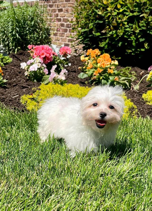 Maltese Puppies❤️Call 610-286-5213 media 3