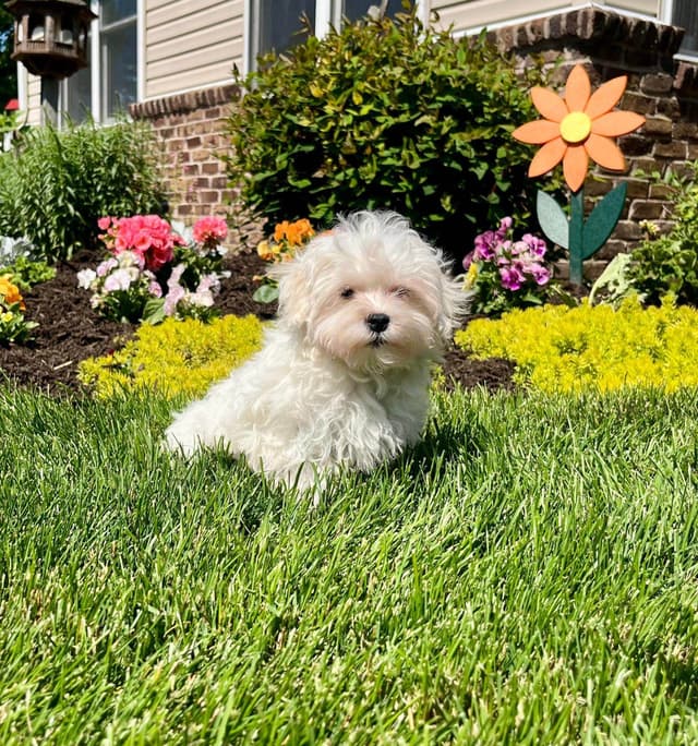 Maltese Puppies❤️Call 610-286-5213 media 2