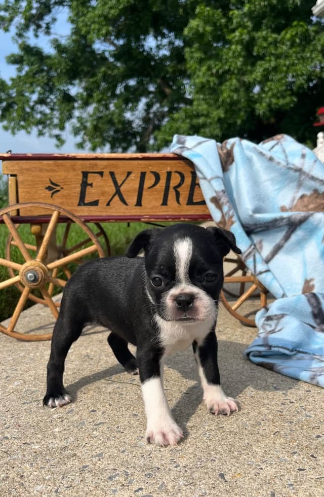 Beautiful❤️ Boston Terrier Puppies.  Call 610-286-5213 media 2