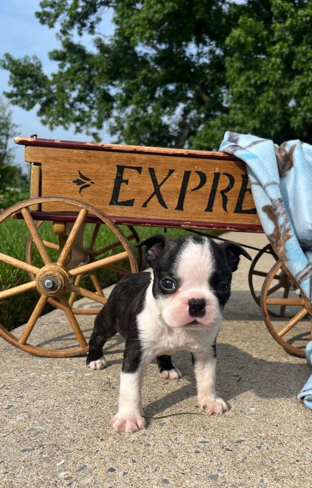 Beautiful❤️ Boston Terrier Puppies.  Call 610-286-5213 media 4