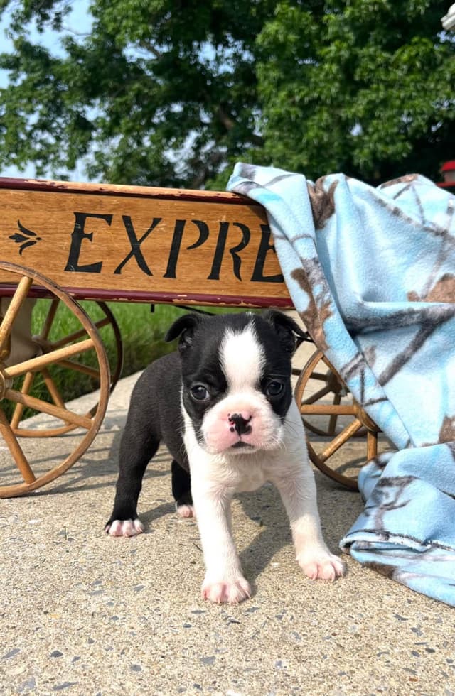 Beautiful❤️ Boston Terrier Puppies.  Call 610-286-5213 media 3