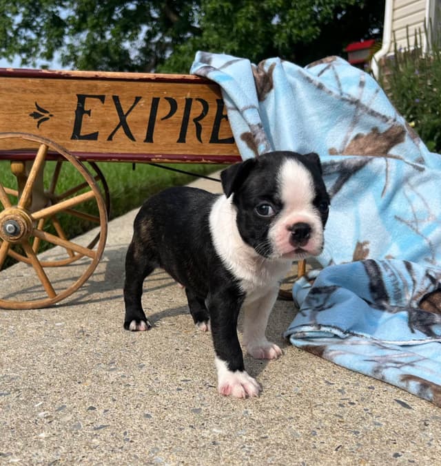Beautiful❤️ Boston Terrier Puppies.  Call 610-286-5213 media 5