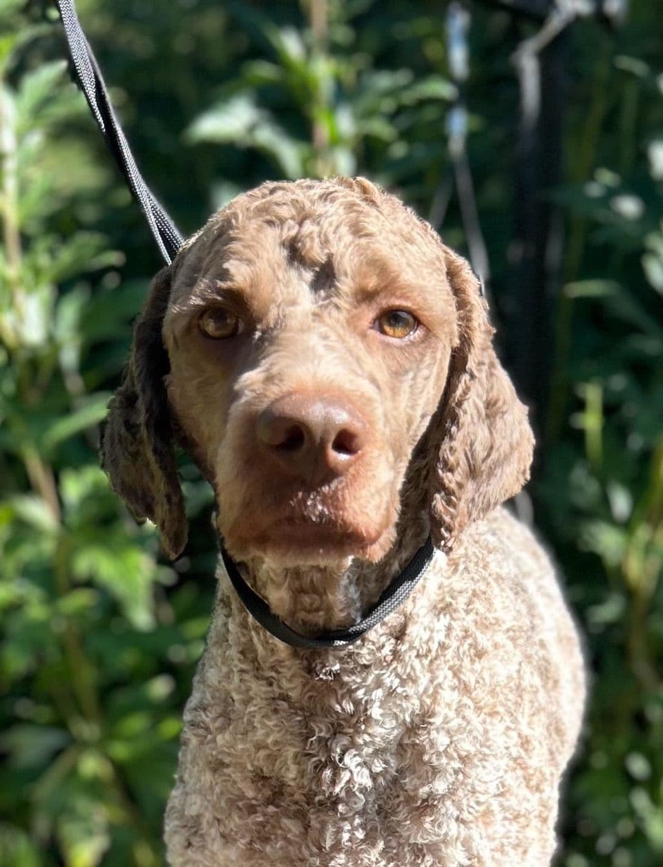 Lagotto Romagnolo Puppies breeder image 5