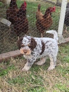 Lagotto Romagnolo Puppies breeder image 4