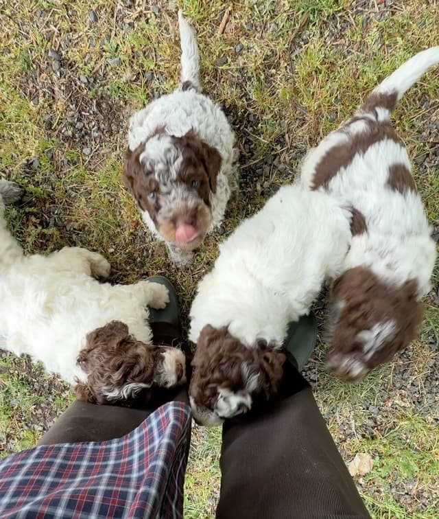 Lagotto Romagnolo Puppies media 2