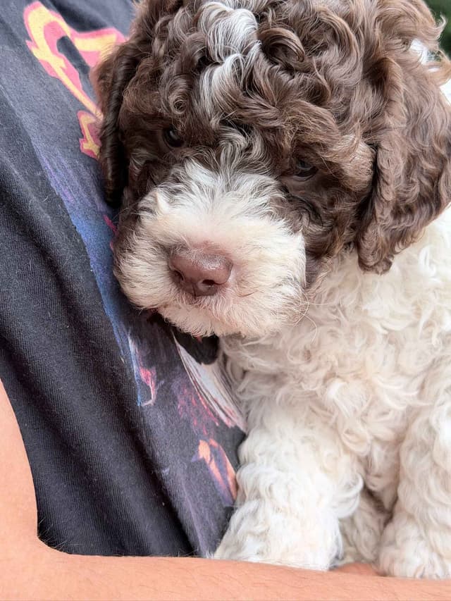 Lagotto Romagnolo Puppies media 3