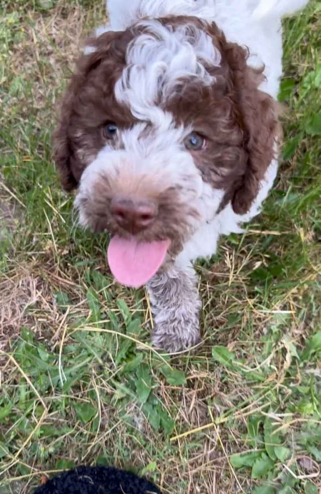Lagotto Romagnolo Puppies media 5