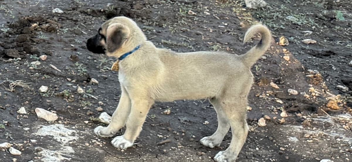 Anatolian Shepherd Dog Puppies breeder image 1