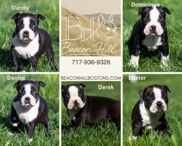 Boston Terrier Puppies media 2