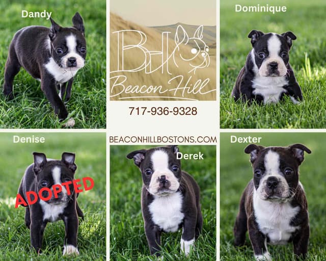 Boston Terrier Puppies media 3