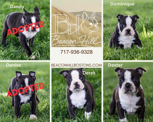 Boston Terrier Puppies media 4