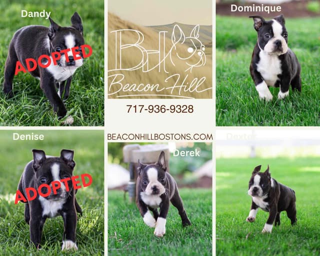 Boston Terrier Puppies media 5