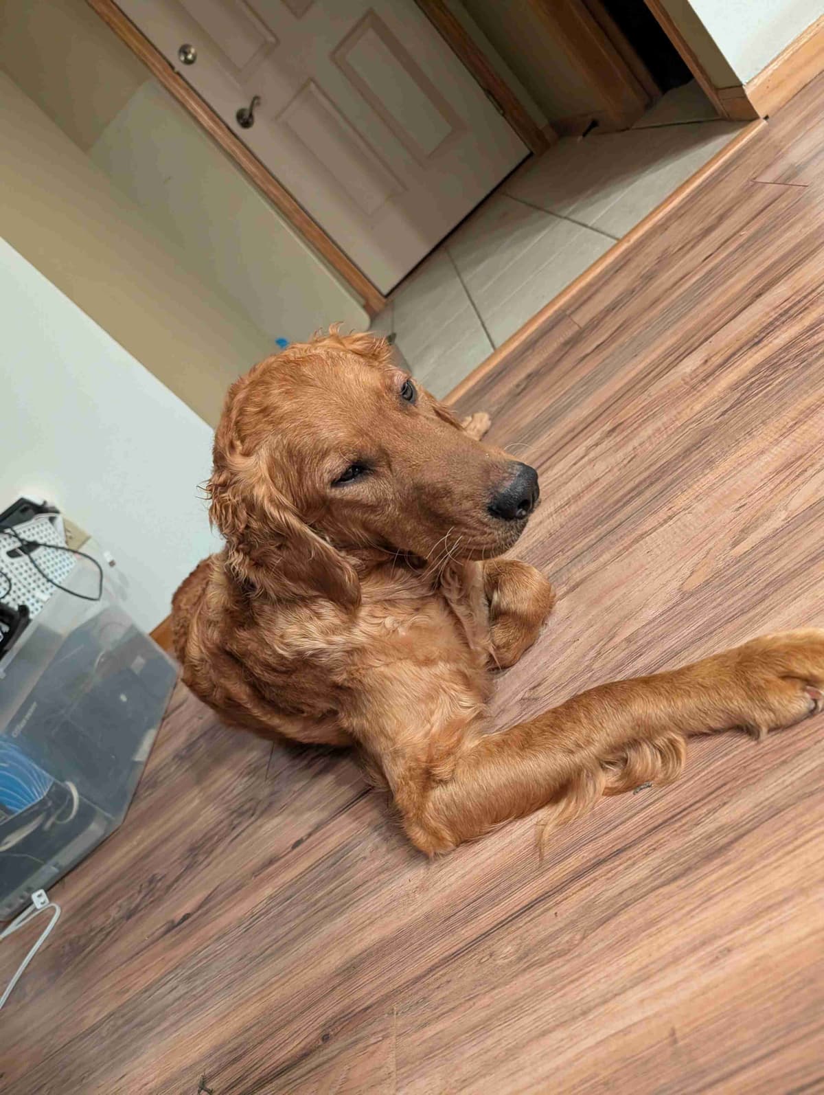 Golden Retriever Puppies breeder image 3