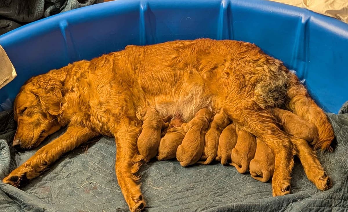 Golden Retriever Puppies breeder image 1