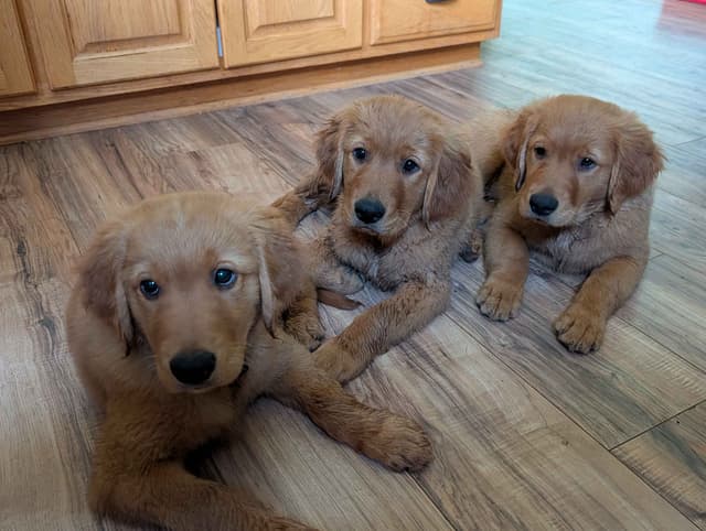 Golden Retriever Puppies media 2