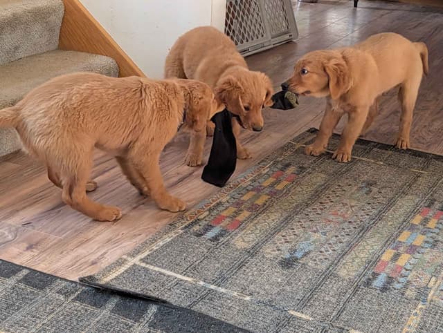 Golden Retriever Puppies media 3