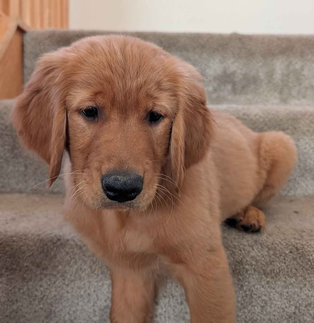 Golden Retriever Puppies media 4