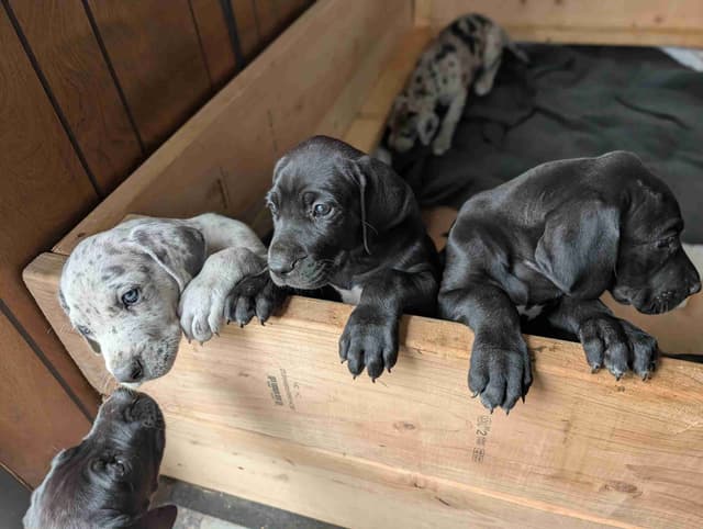 Great Dane Puppies, Reduced media 3