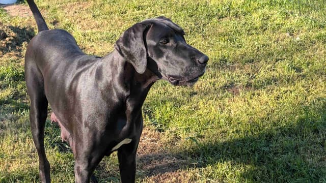 Great Dane Puppies, Reduced media 13
