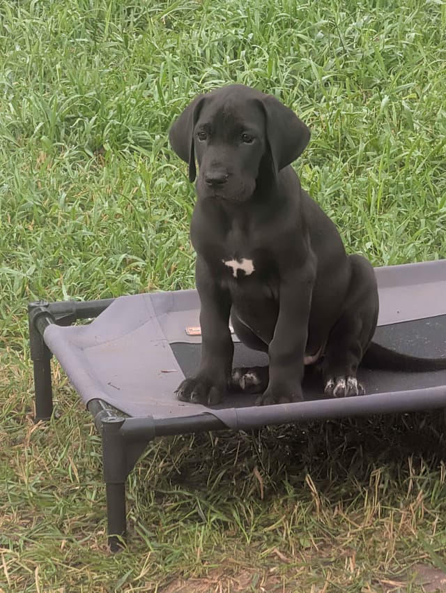 Great Dane Puppies, Reduced media 4