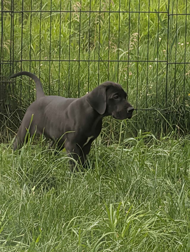 Great Dane Puppies, Reduced media 5