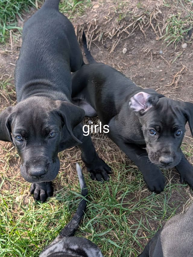 Great Dane Puppies, Reduced media 6
