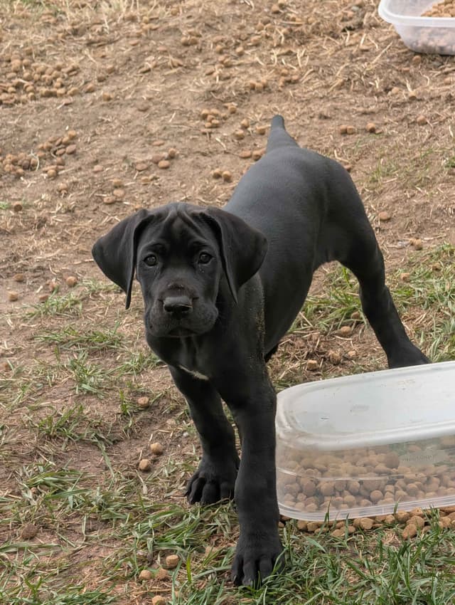 Great Dane Puppies, Reduced media 7