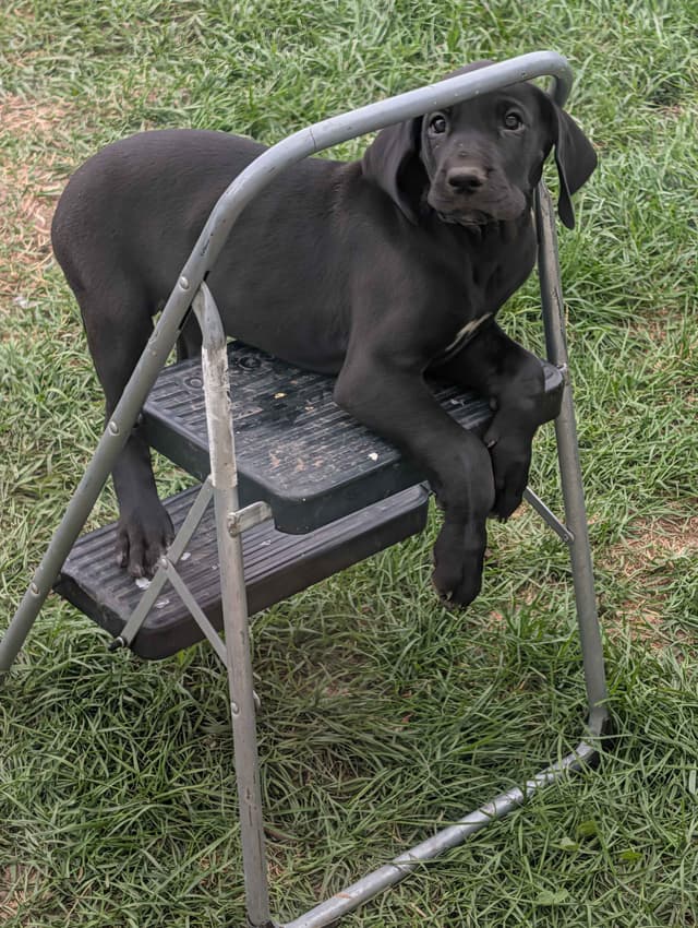 Great Dane Puppies, Reduced media 8