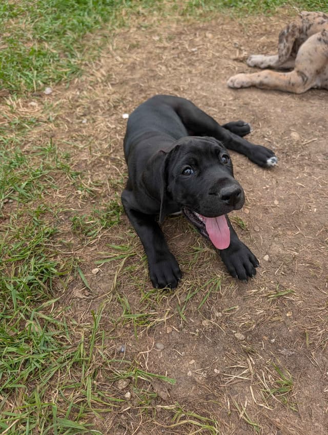 Great Dane Puppies, Reduced media 9