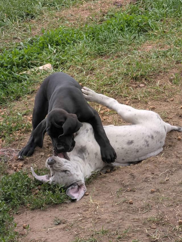 Great Dane Puppies, Reduced media 11