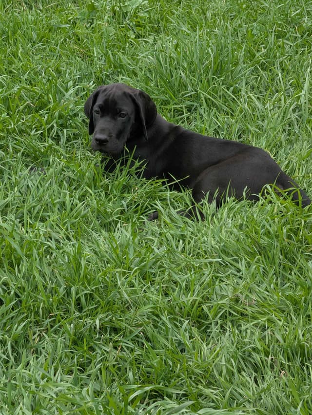 Great Dane Puppies, Reduced media 12