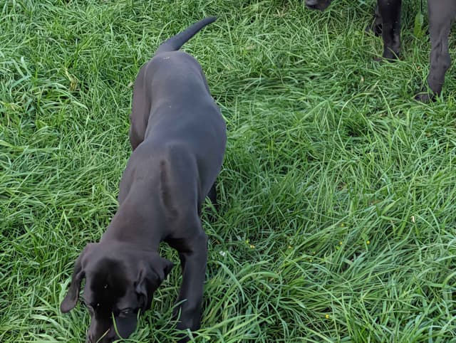 Great Dane Puppies, Reduced media 16