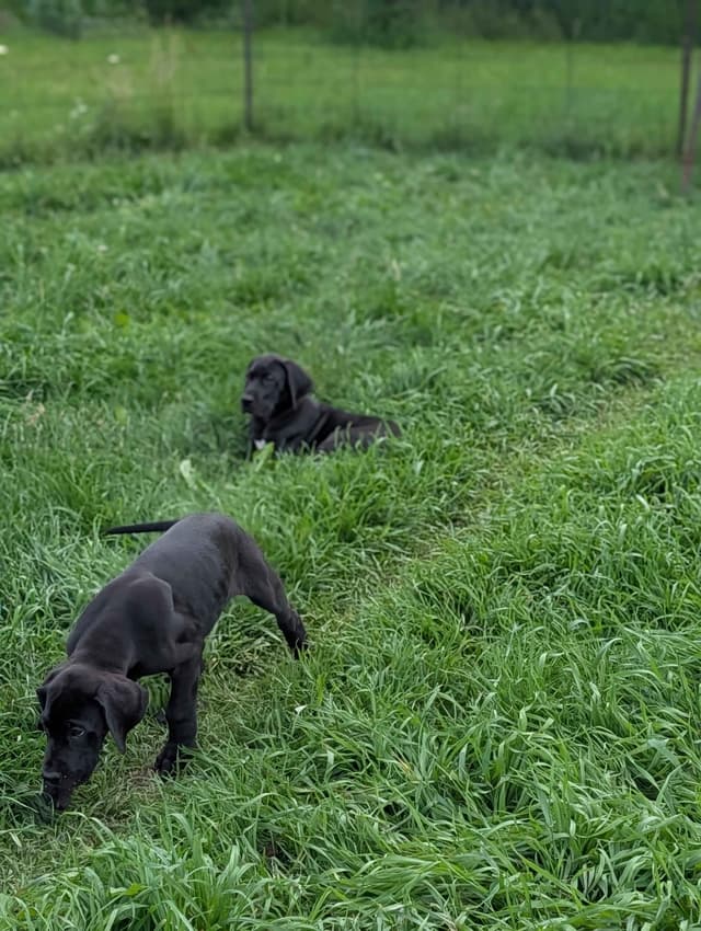 Great Dane Puppies, Reduced media 17