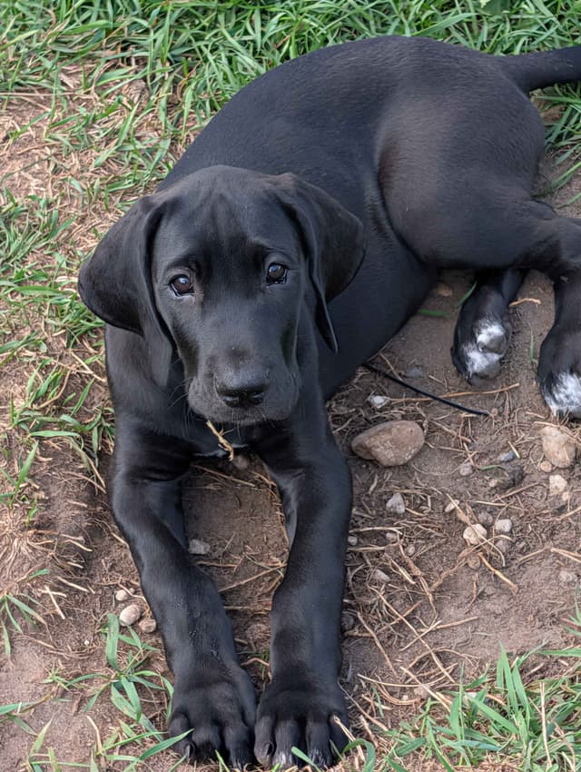 Great Dane Puppies, Reduced media 19