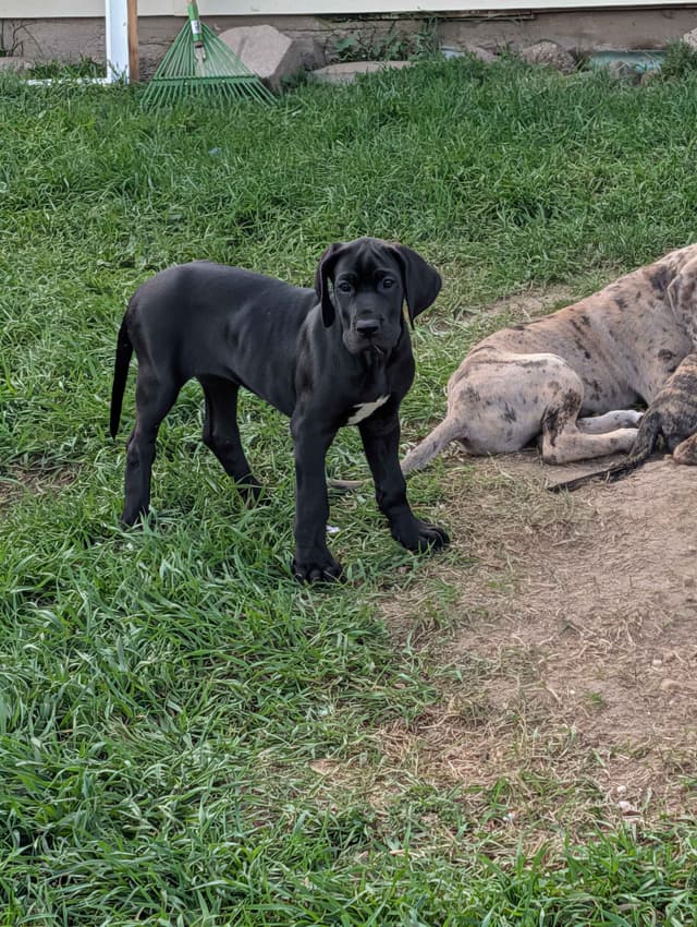 Great Dane Puppies, Reduced media 20