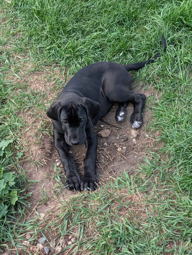 Great Dane Puppies, Reduced media 21