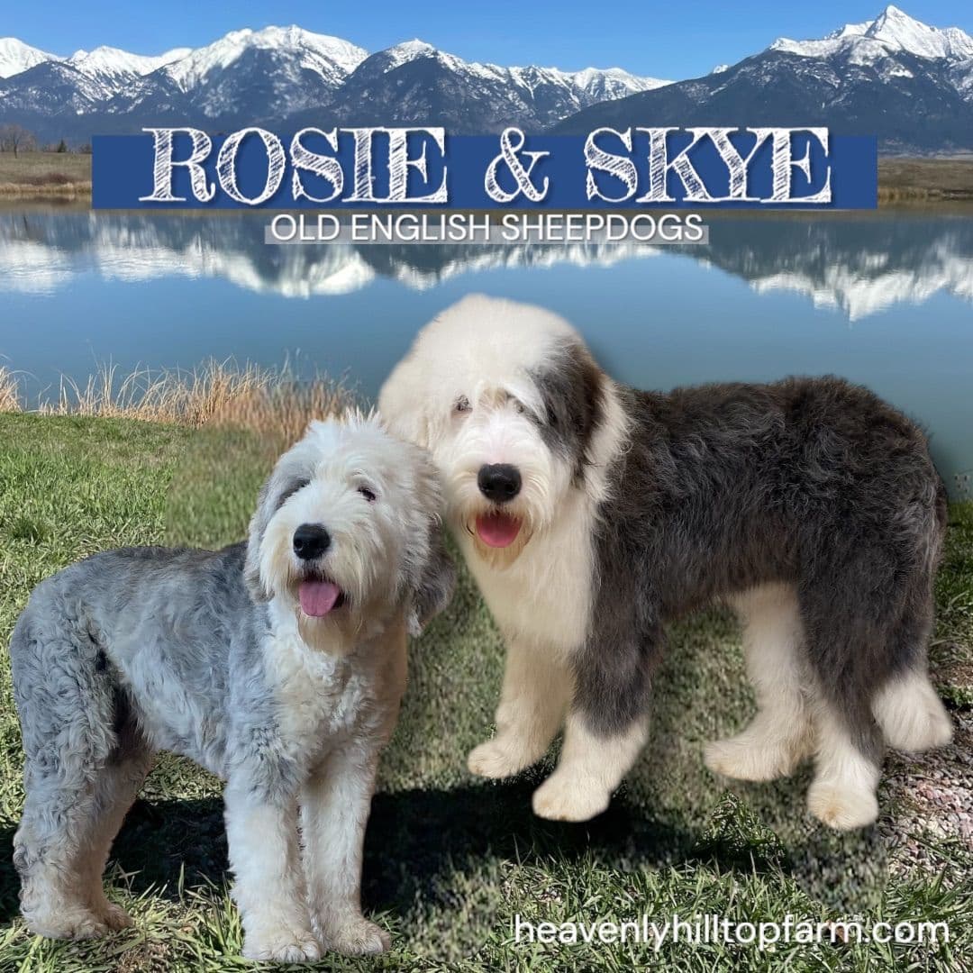 Poodle Puppies breeder image 1