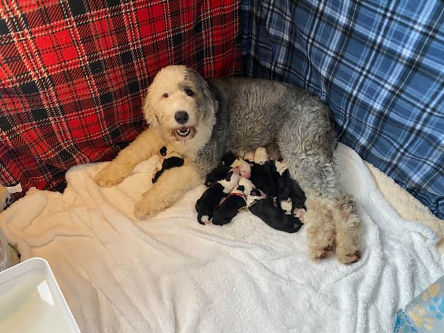 Old English Sheepdog Puppies media 2