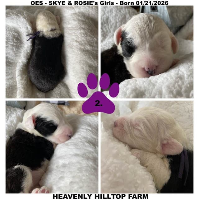 Old English Sheepdog Puppies media 3