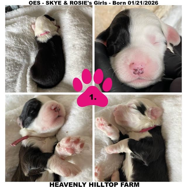 Old English Sheepdog Puppies media 4