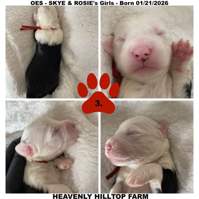 Old English Sheepdog Puppies media 5