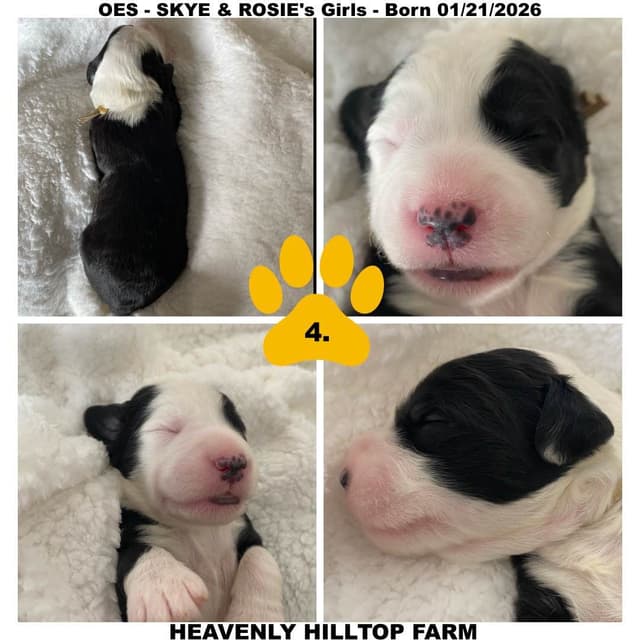Old English Sheepdog Puppies media 6