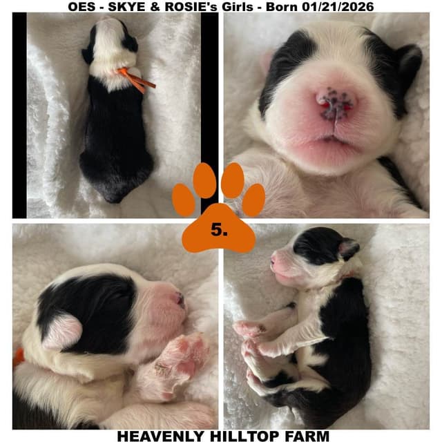 Old English Sheepdog Puppies media 7