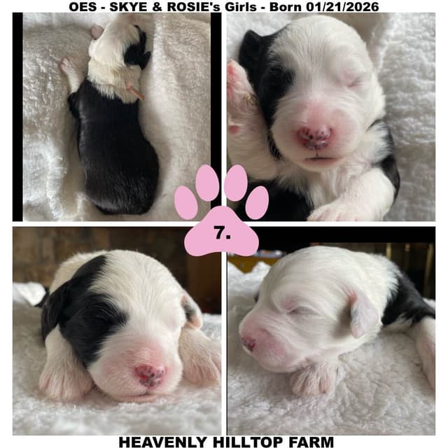 Old English Sheepdog Puppies media 8