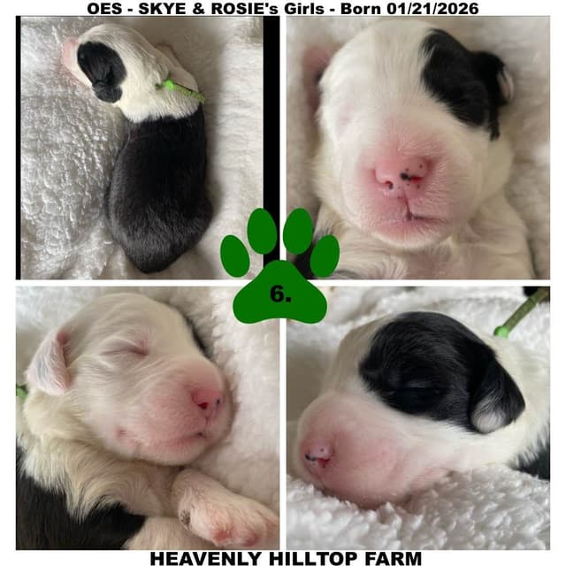 Old English Sheepdog Puppies media 9